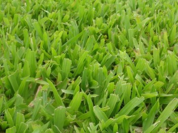 -cesped cordoba vivero flandes