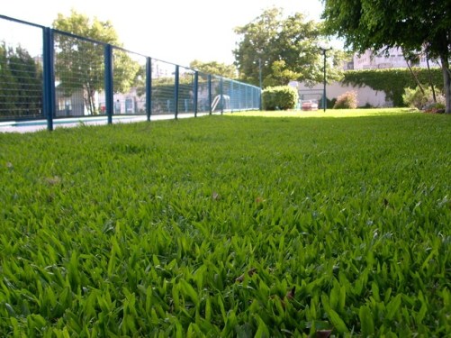 cesped cordoba vivero flandes