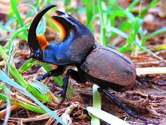 Cascaro Insect PORQUE SE SECA EL CESPED? – Vivero Flandes